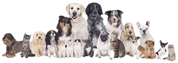 Check out our Pet Patterns